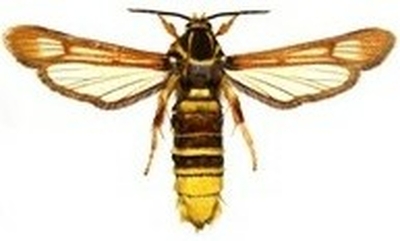 Nesytka česká - Pennisetia bohemica