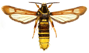 Nesytka česká - Pennisetia bohemica